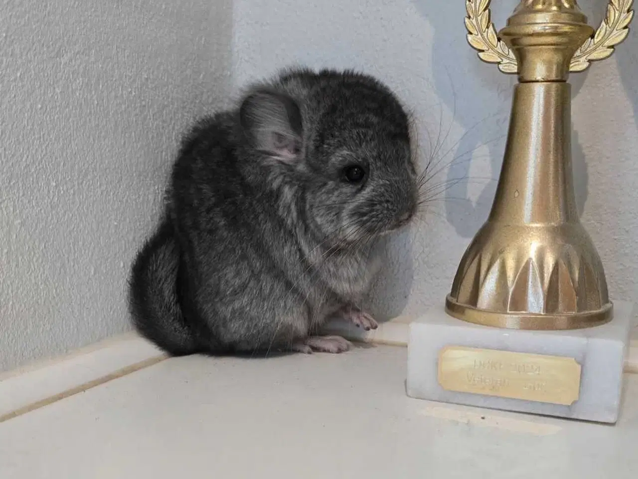Billede 2 - Chinchilla unge 