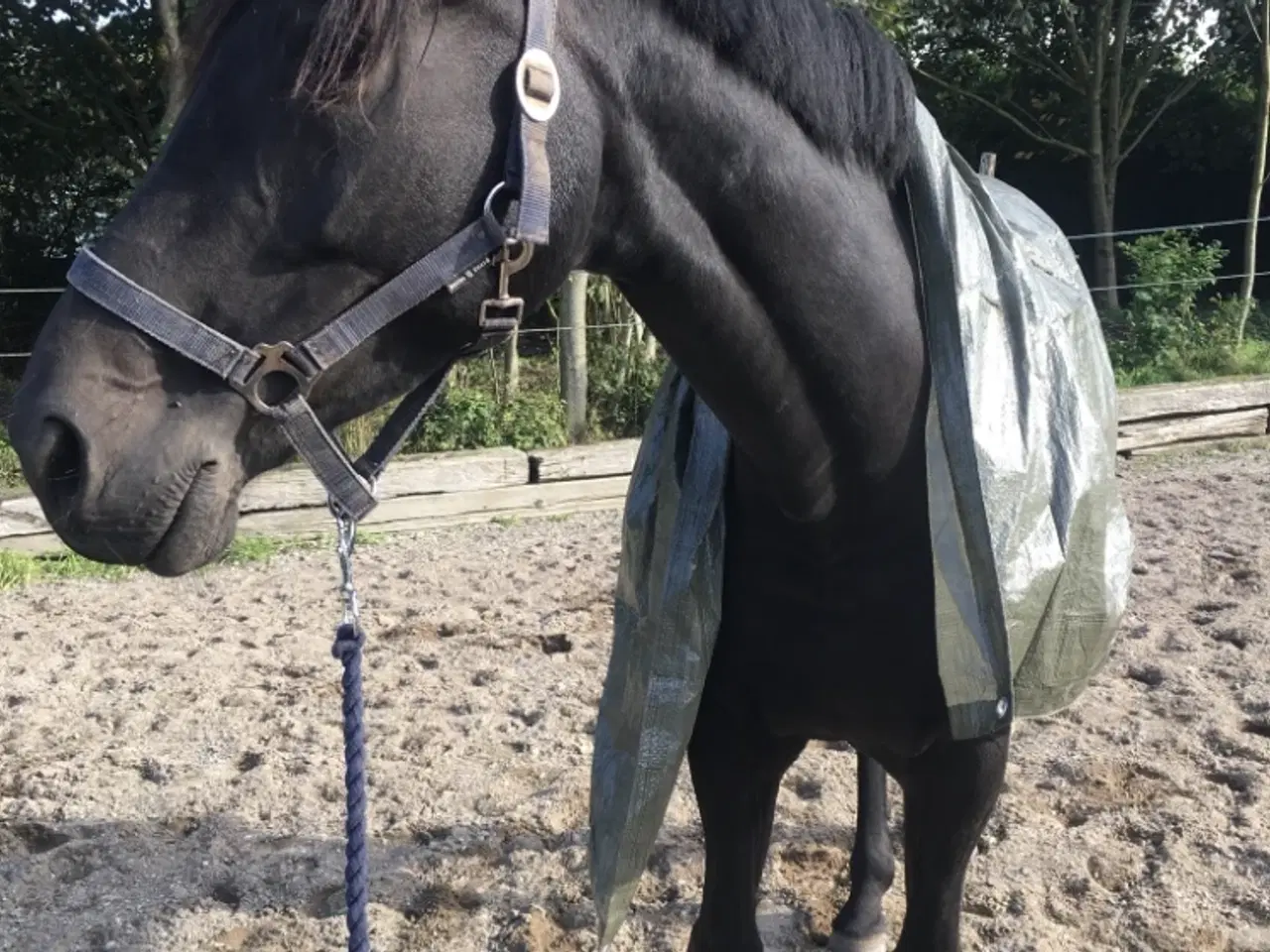 Billede 4 - Smuk hest