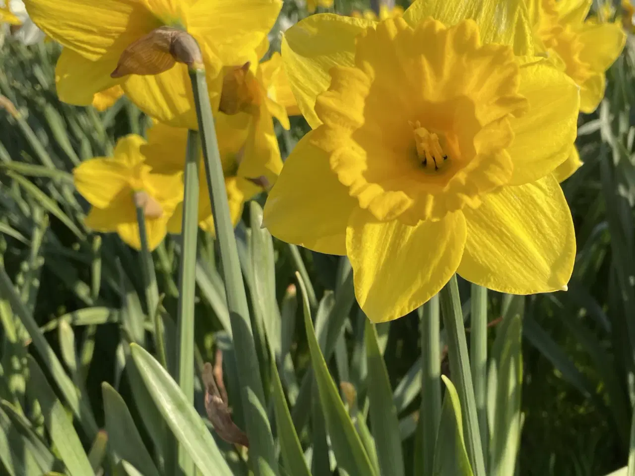 Billede 3 - UDSALG PÅSKELILJELØG 100 STK (50 Tidlig + 50 sen)