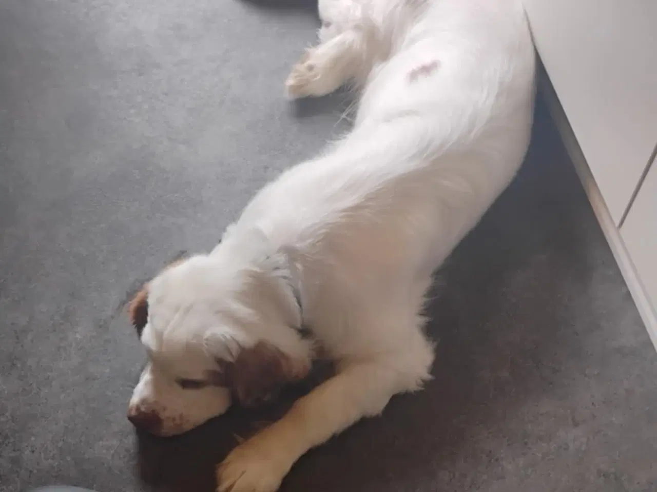 Billede 1 - clumber  spaniel 