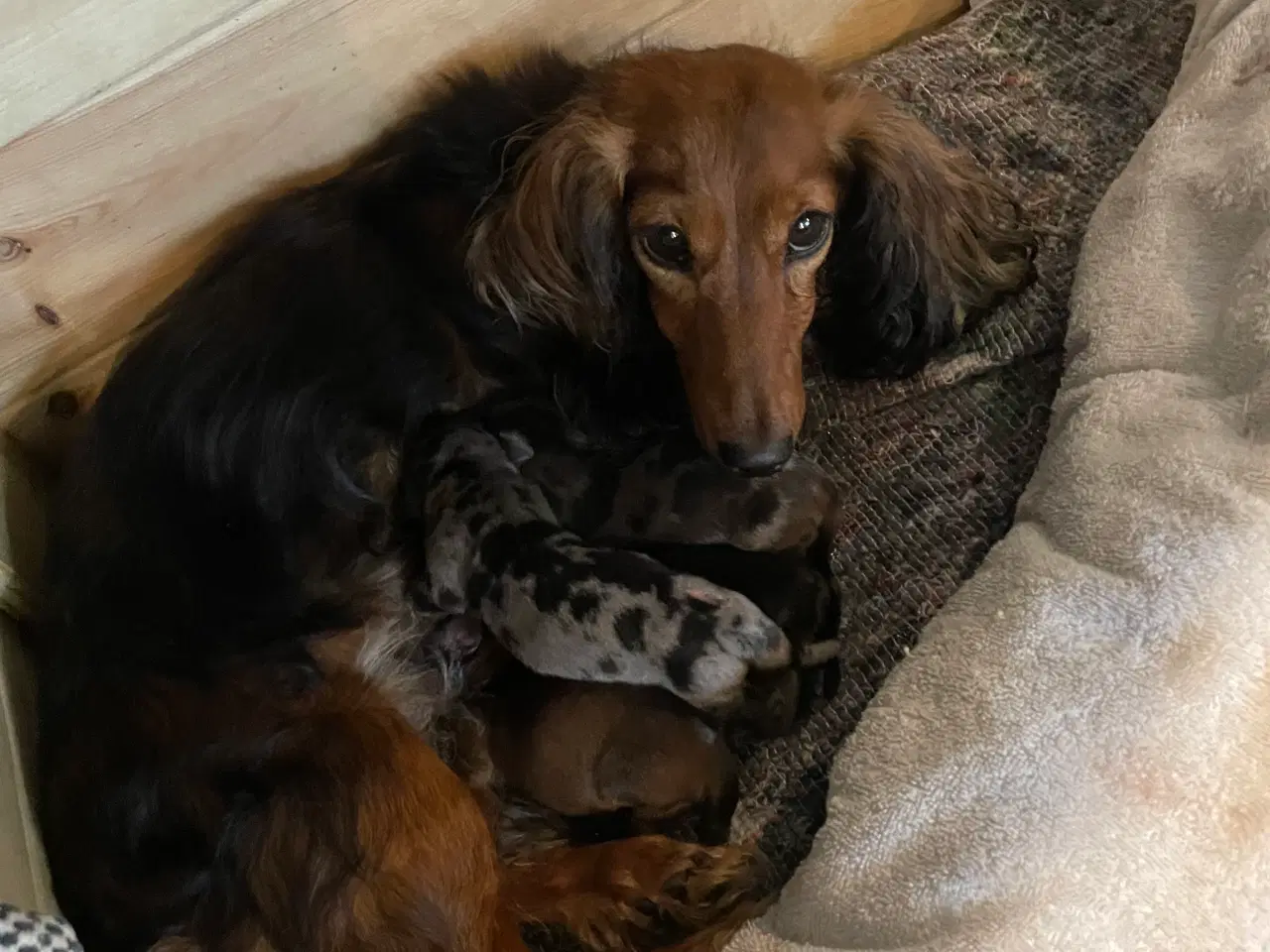 Billede 3 - Langhåret dværg gravhund