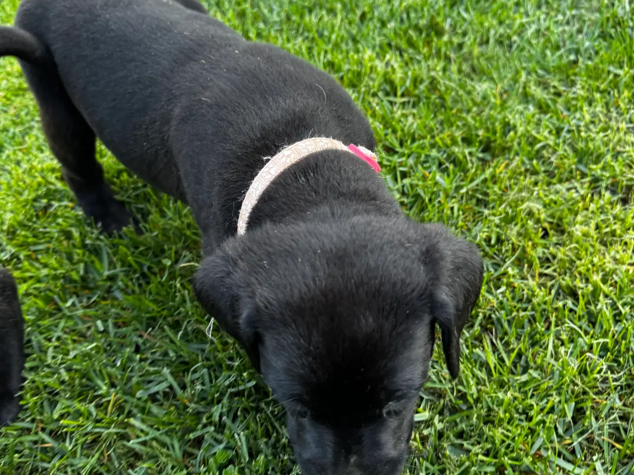 Billede 3 - Rottweiler/ Labrador hvalpe 