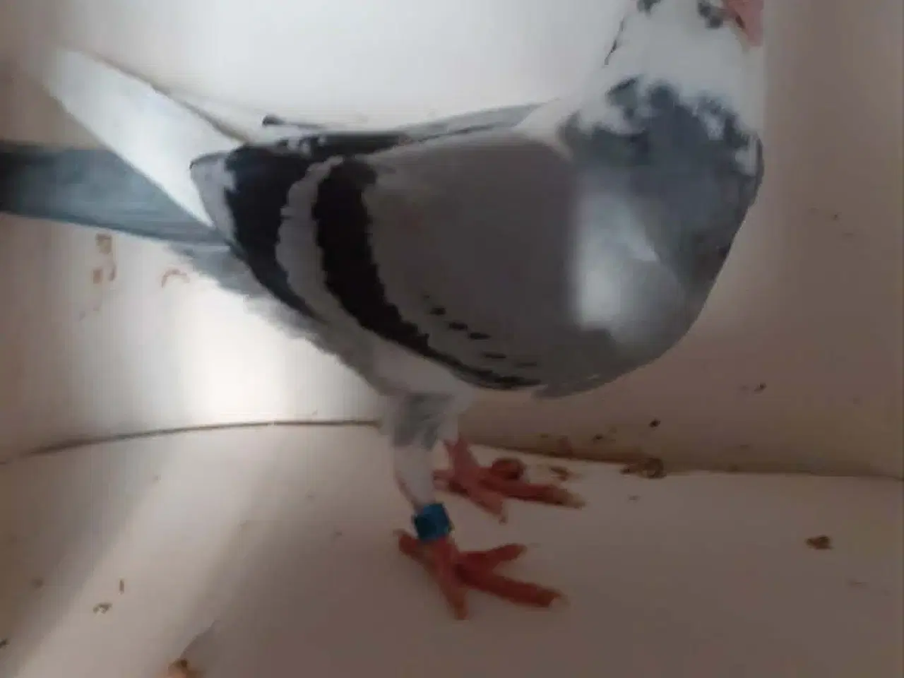 Billede 5 - 7stk brevduer unger med DFK ringe og stamtavle