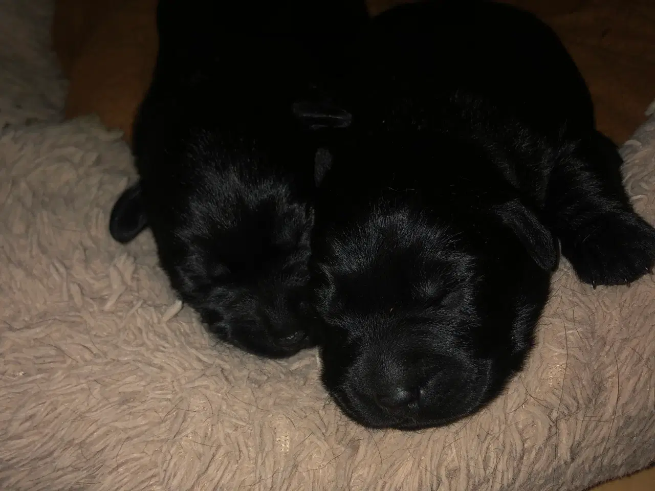 Billede 3 - 5 Perfekte søde små Labrador hvalpe