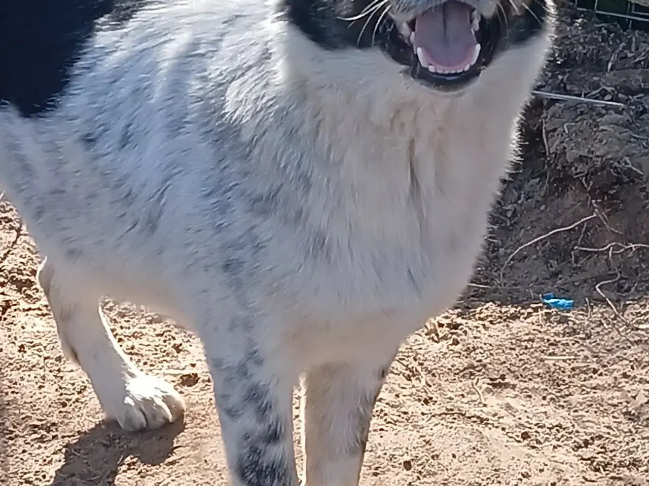 Billede 2 - Sødeste Lumos 🩷