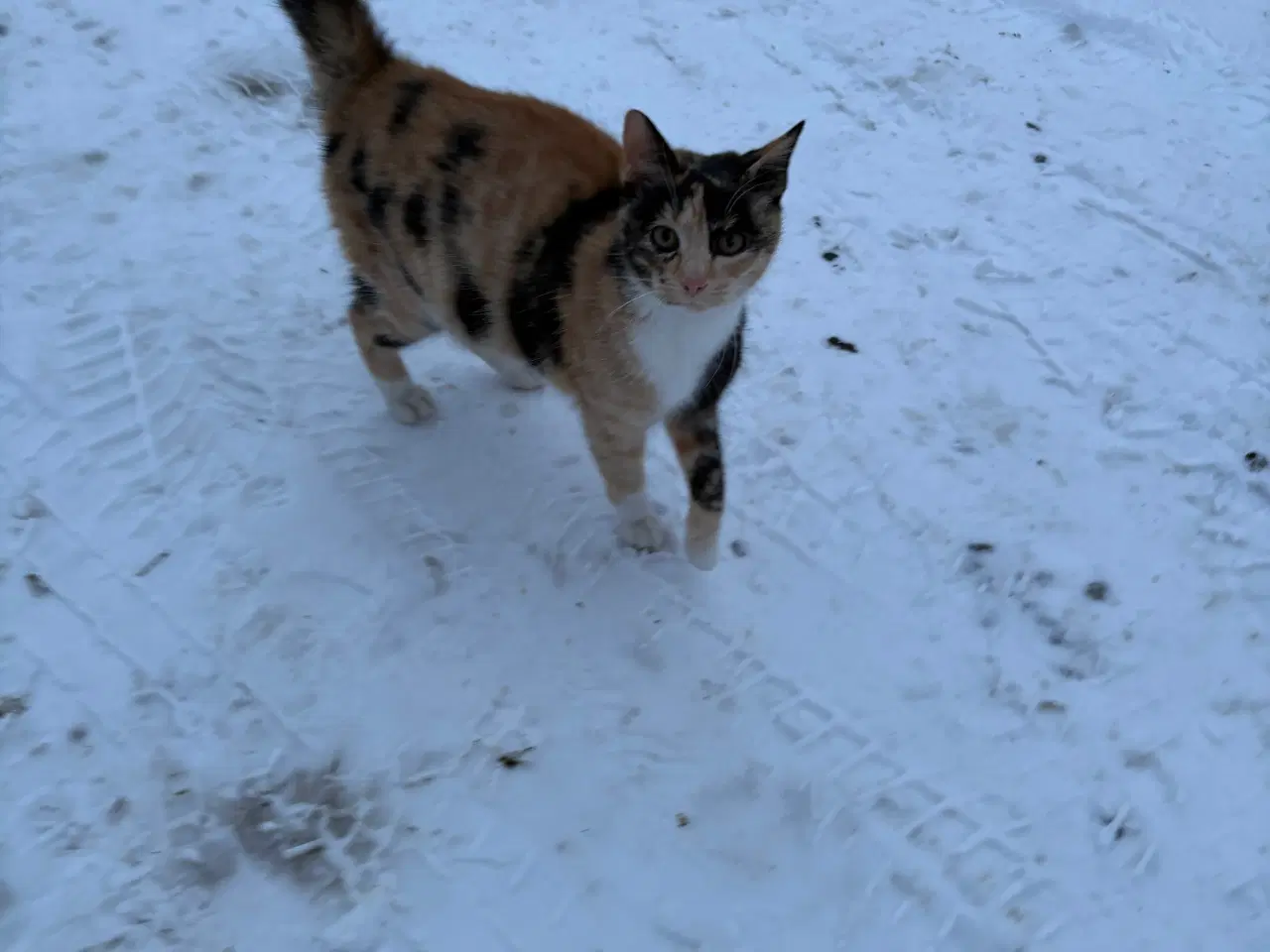 Billede 2 - 2 søde og glade udekatte