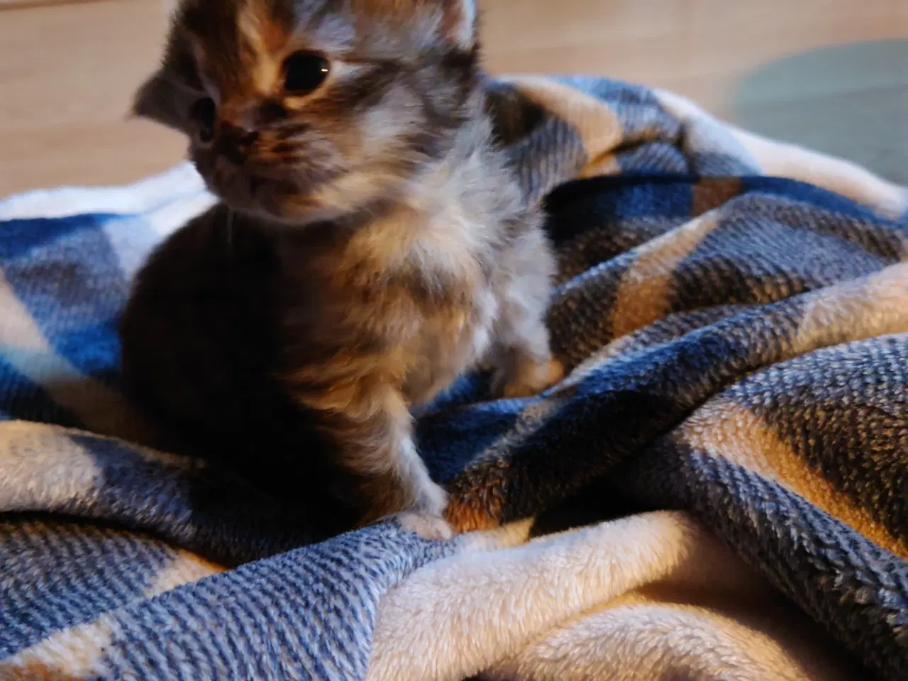 Billede 1 - Maine coon killing Far med tavle