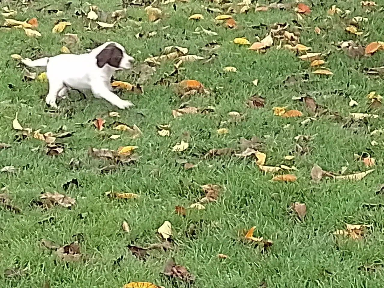 Billede 9 - Ft. Springer spaniel