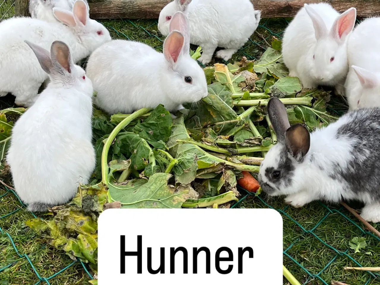 Billede 6 - Kaninunger sælges