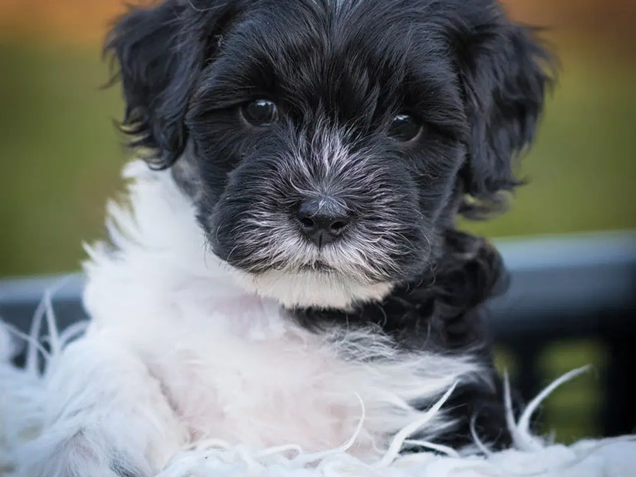 Billede 1 - Skøn Lhasadoodle pige