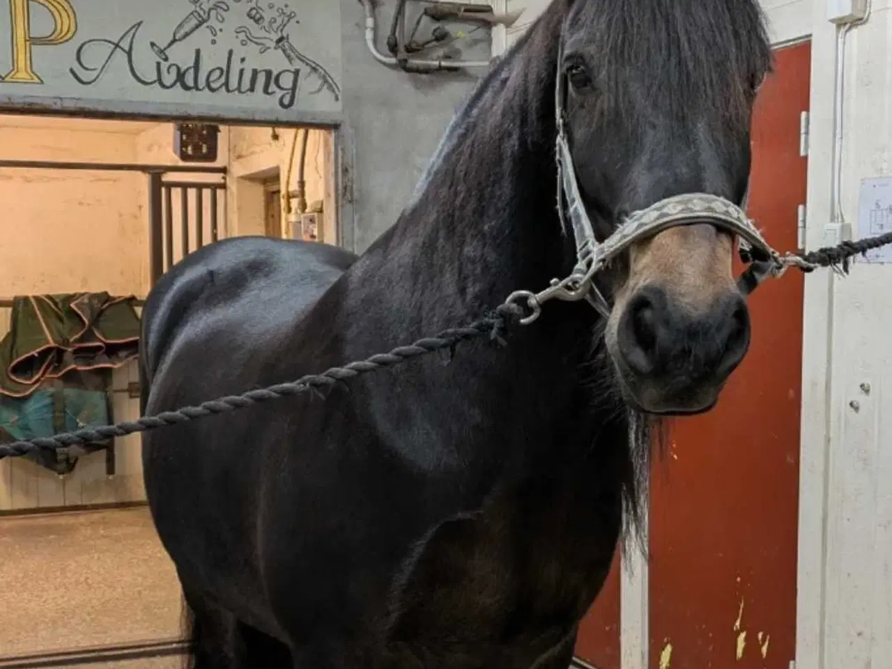 Billede 3 - Køre og ridehest 