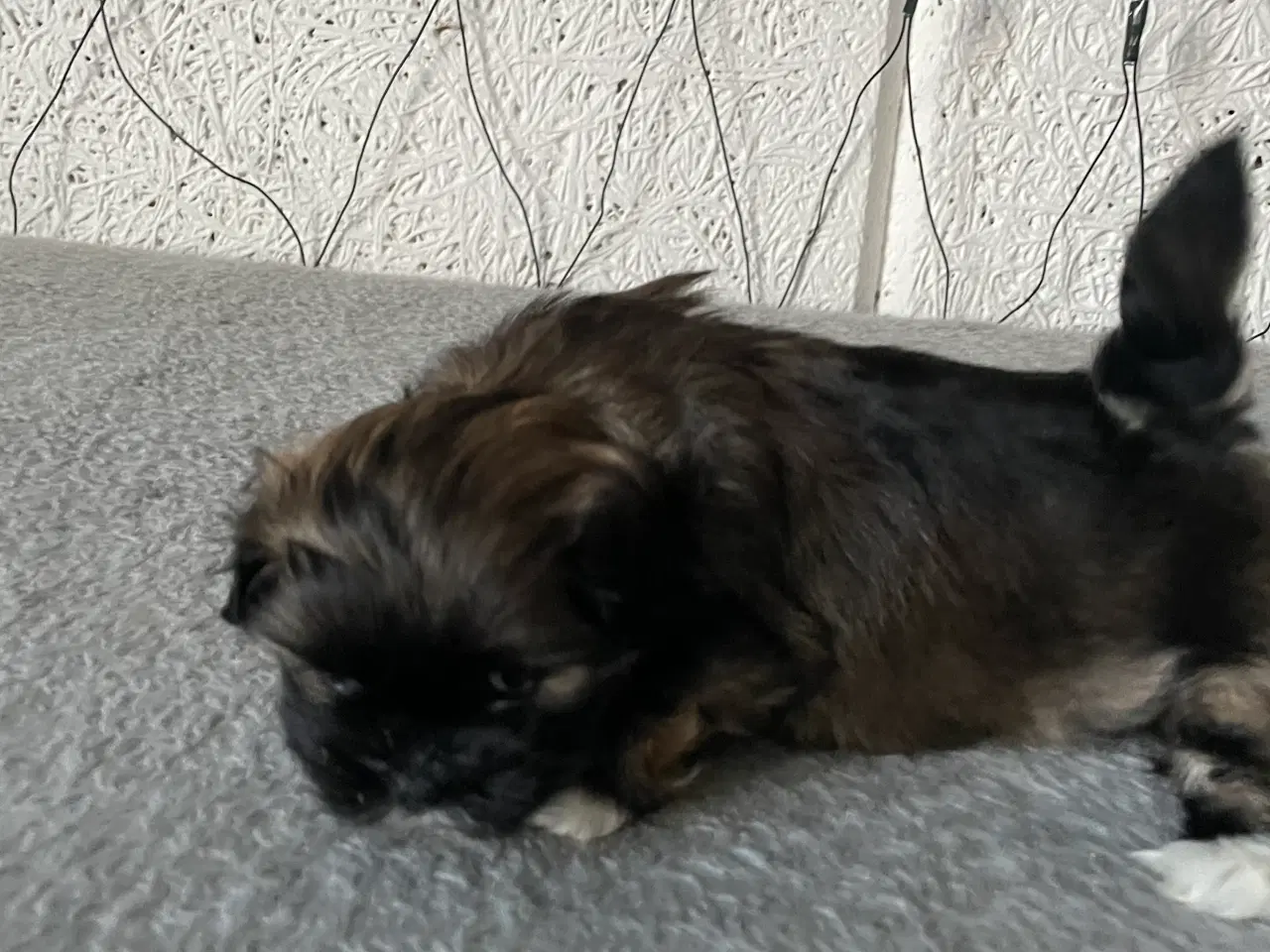 Billede 4 - Nuttet Lhasa apso han hvalp