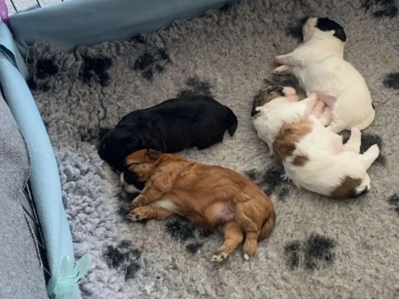 Billede 3 - Shih Tzu hvalpe sælges