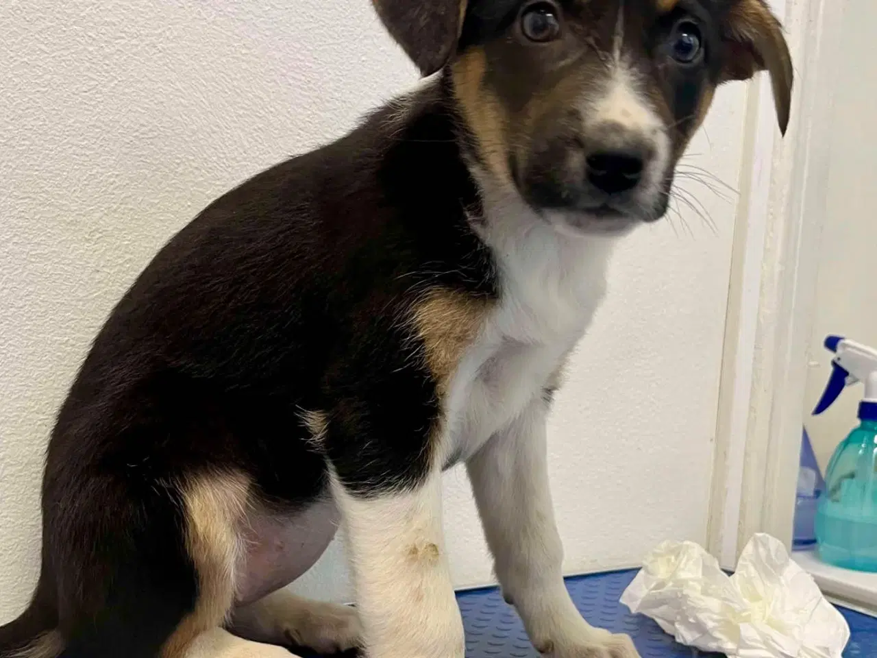 Billede 9 - Smukke Ally leder efter sin egen familie💝