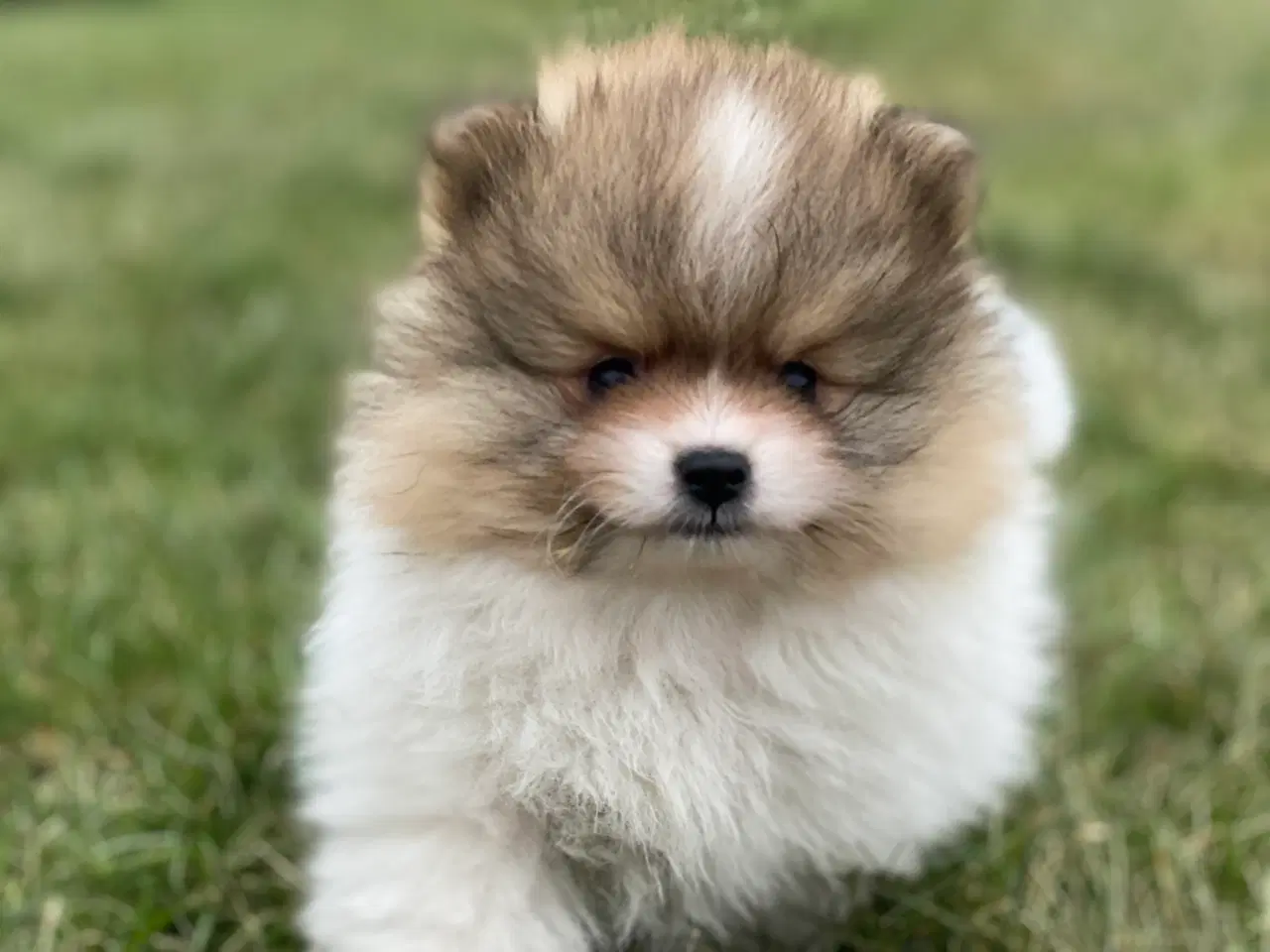 Billede 2 - DKK skønne Pomeranian drenge 