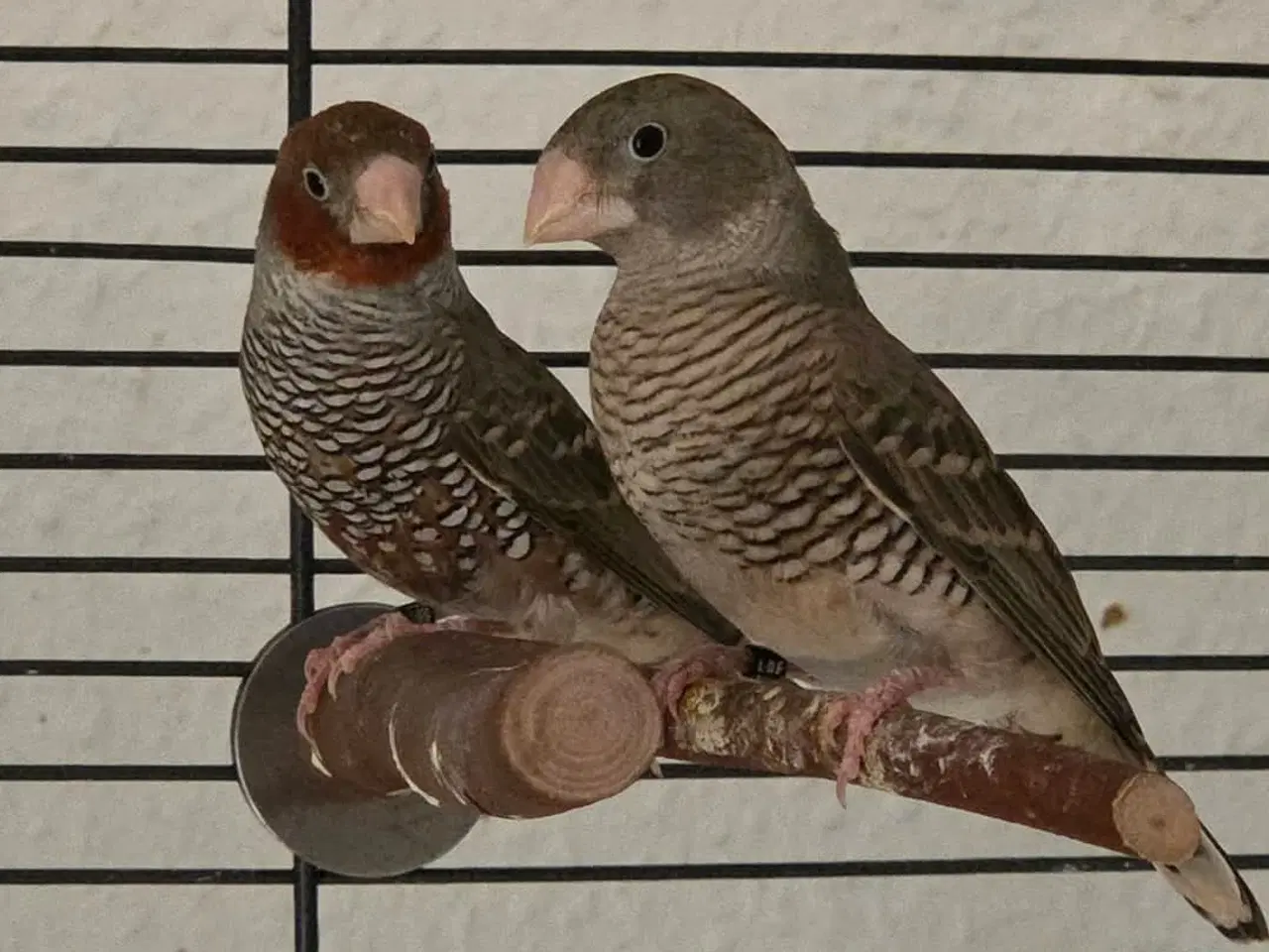 Billede 3 - Finker sælges 