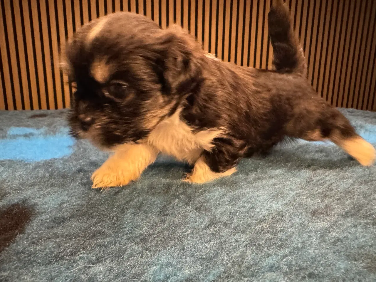 Billede 2 - Lhasa Apso skønne hvalpe- LEMVIG