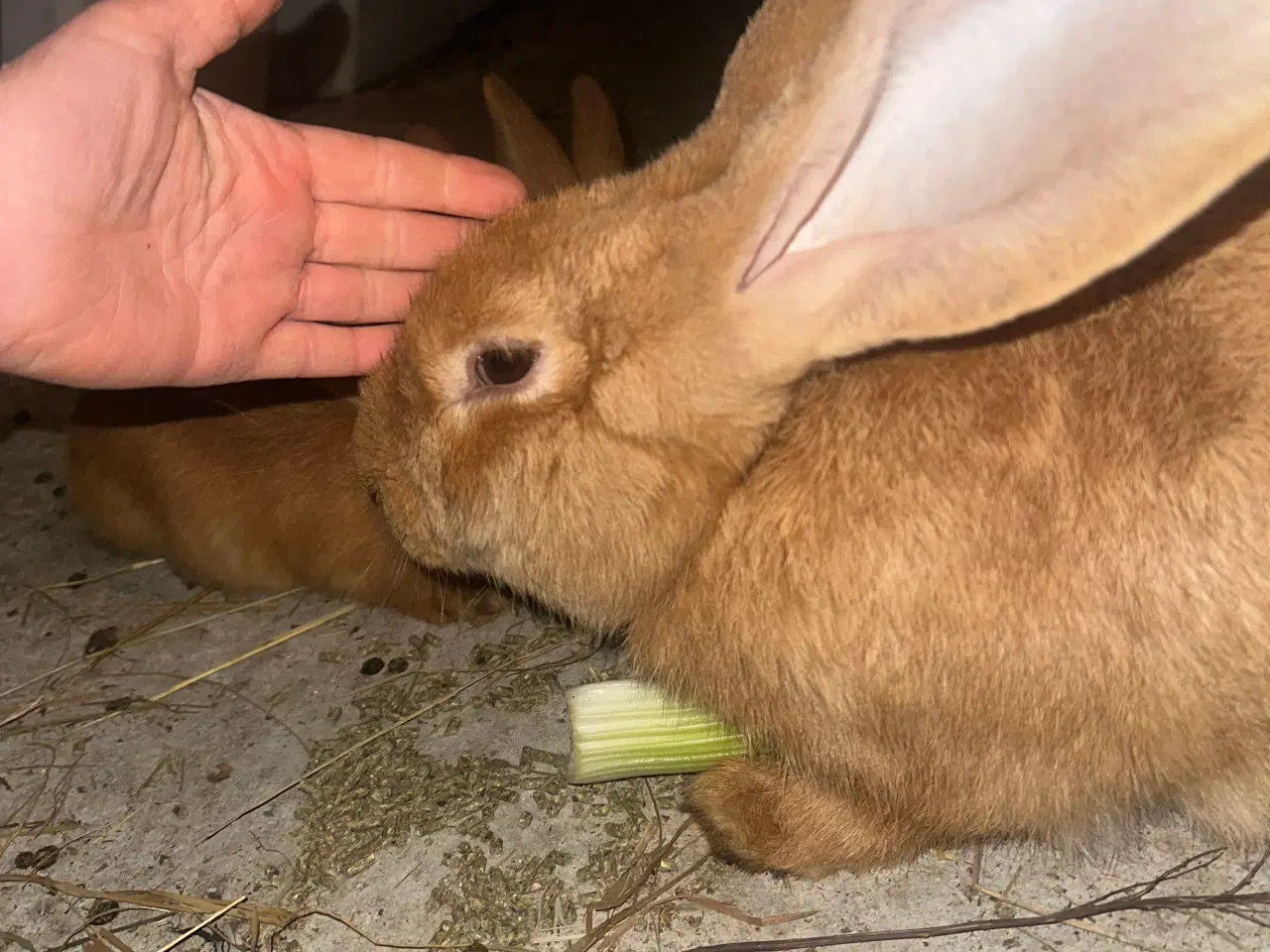 Billede 5 - Belgisk kæmpe gul hun