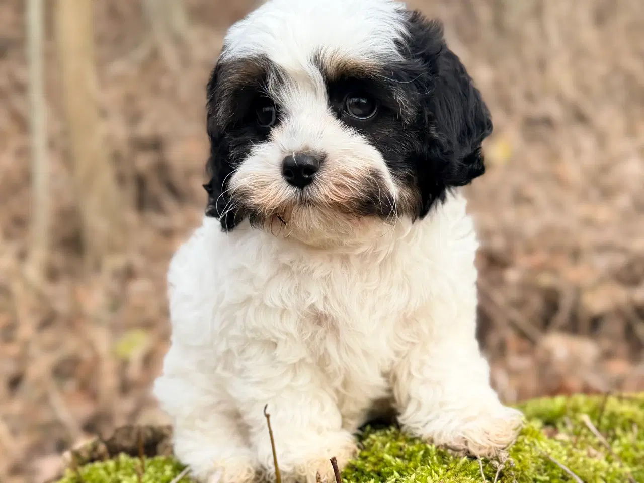 Billede 8 - Doodle Dreng