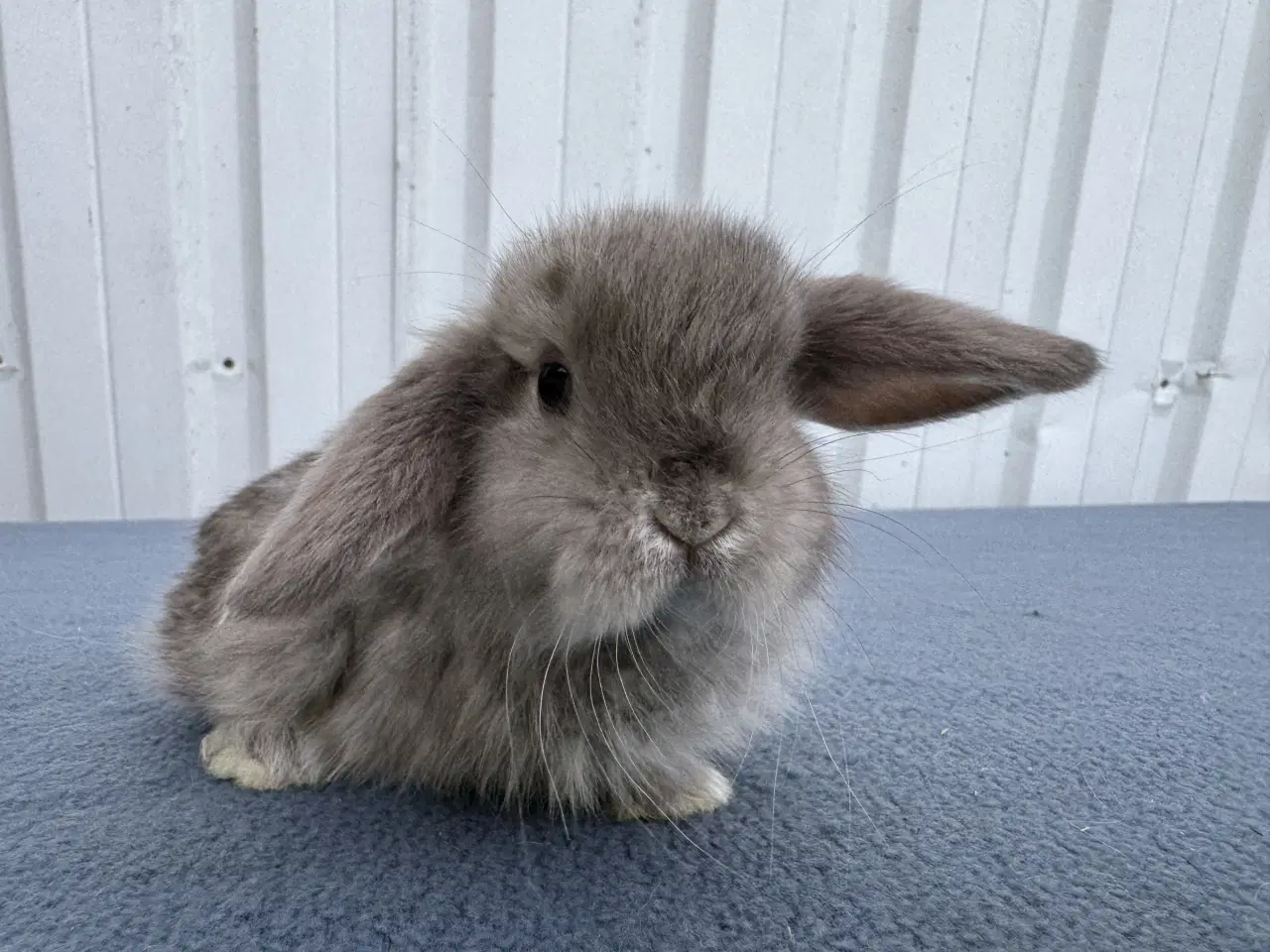 Billede 1 - Mini lop satin hunkanin