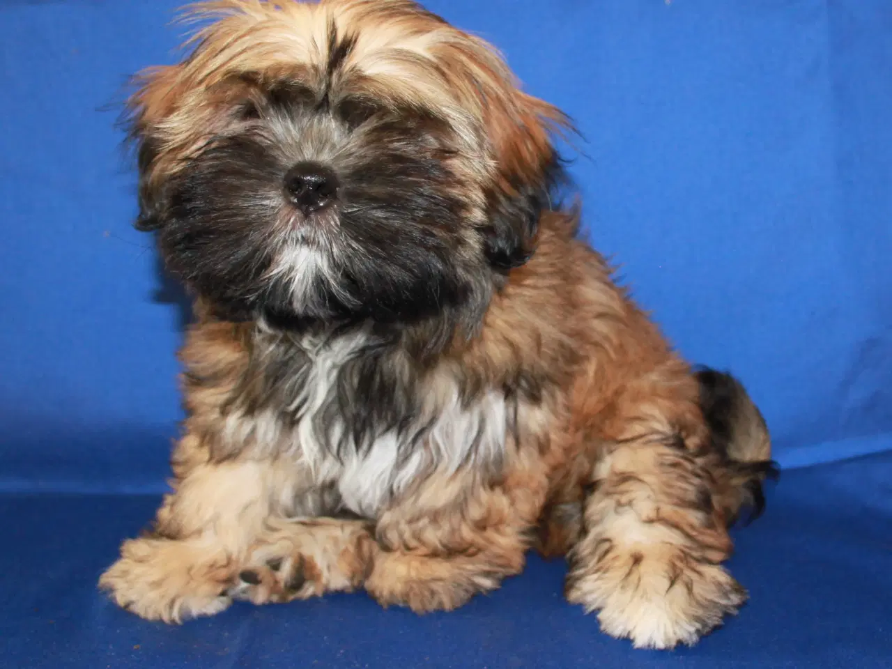 Billede 2 - Lhasa Apso hvalpe
