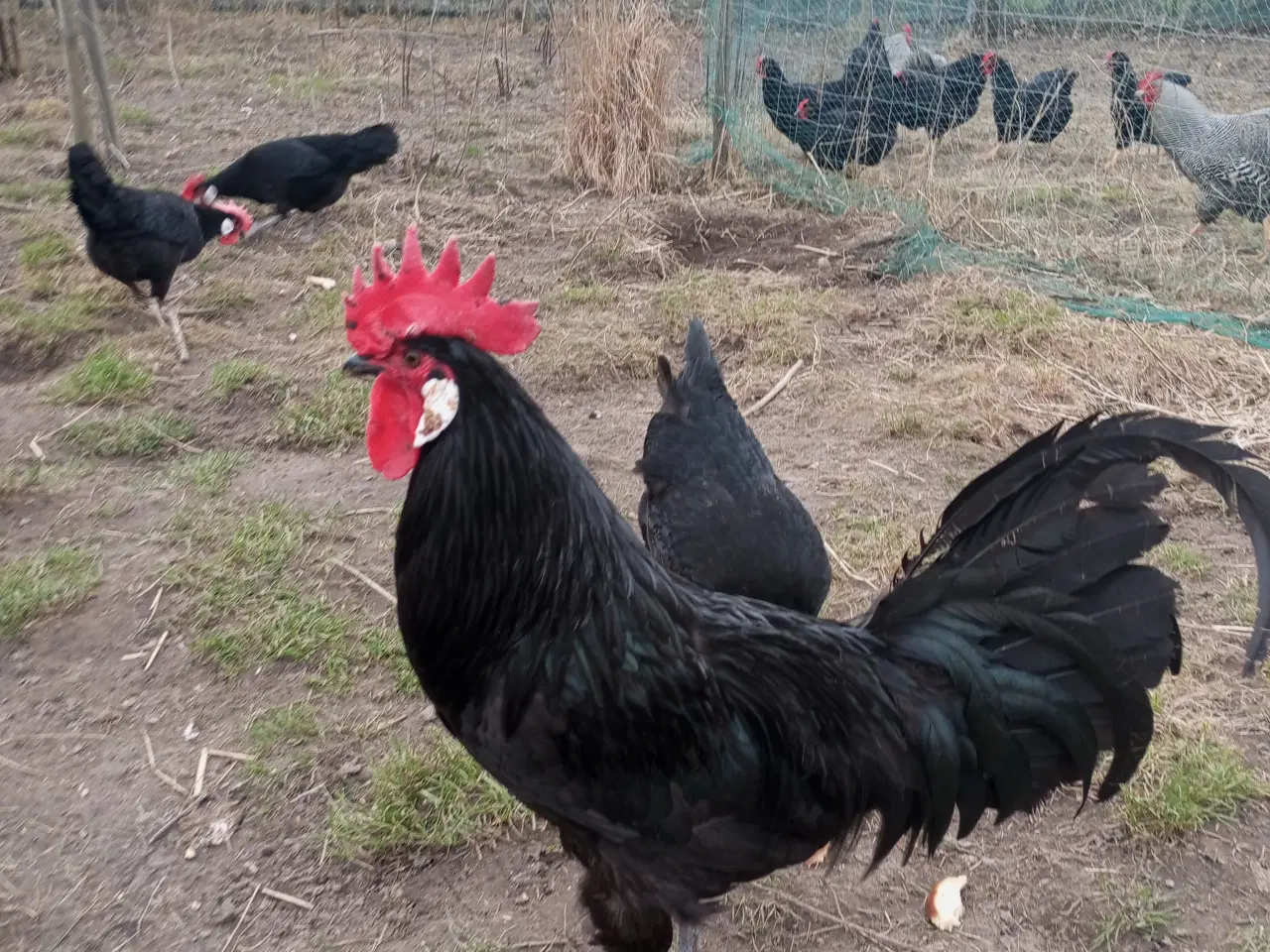 Billede 3 - Minorka rugeæg stor race 