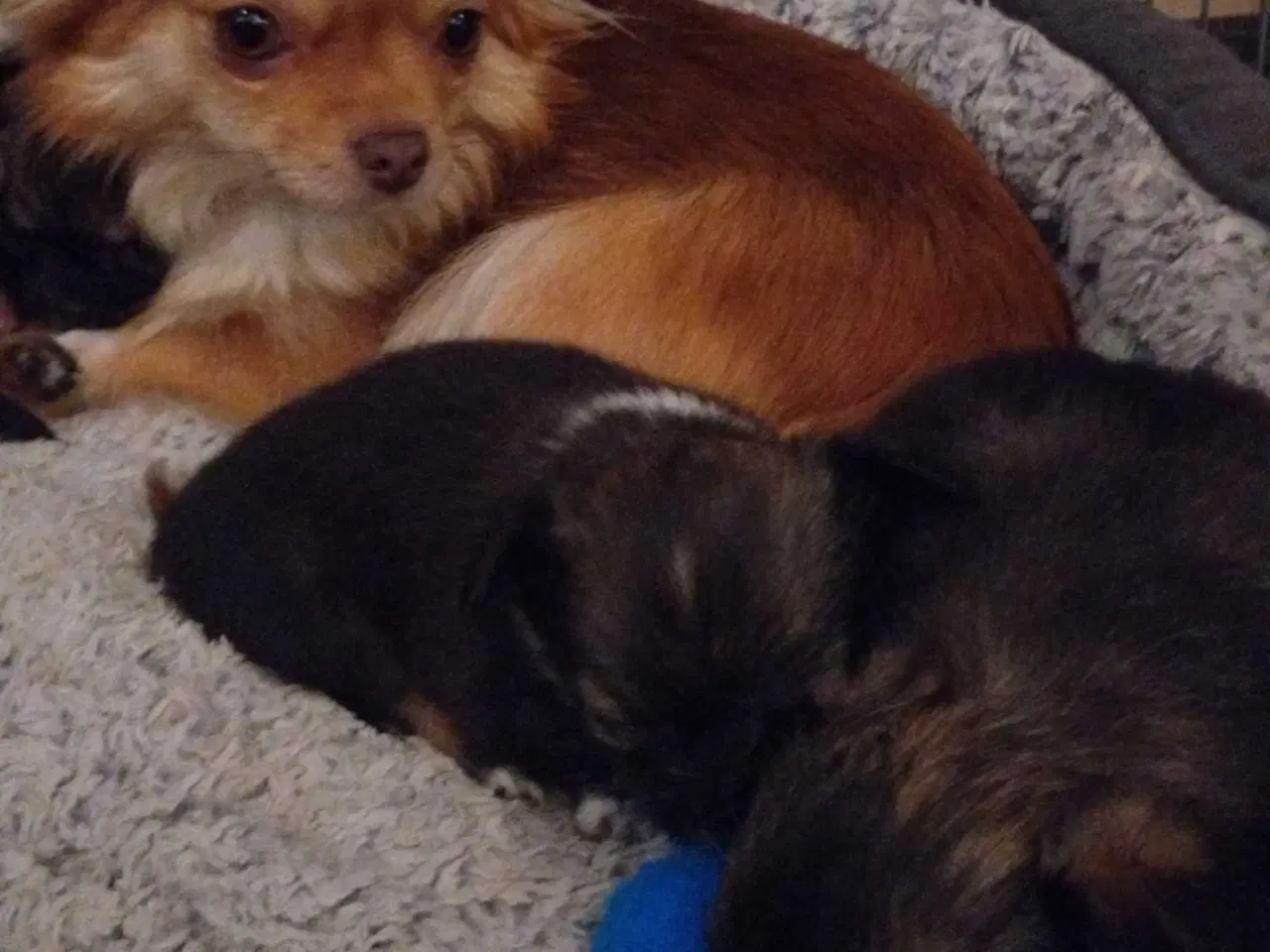 Billede 6 - Chihuahua/Papillon hvalpe