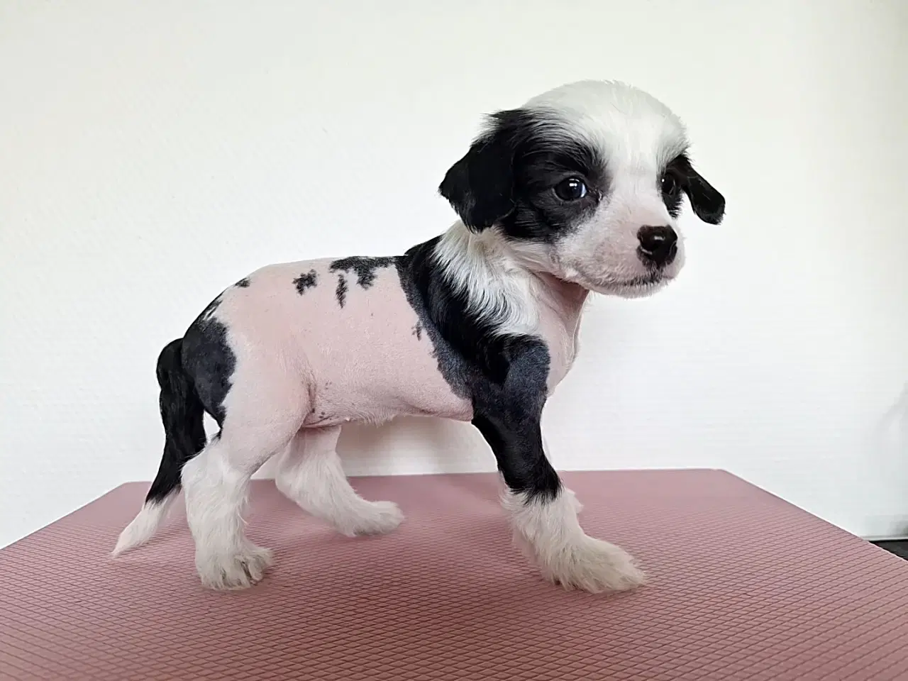 Billede 1 - Chinese crested/ powder puff med DKK stamtavle