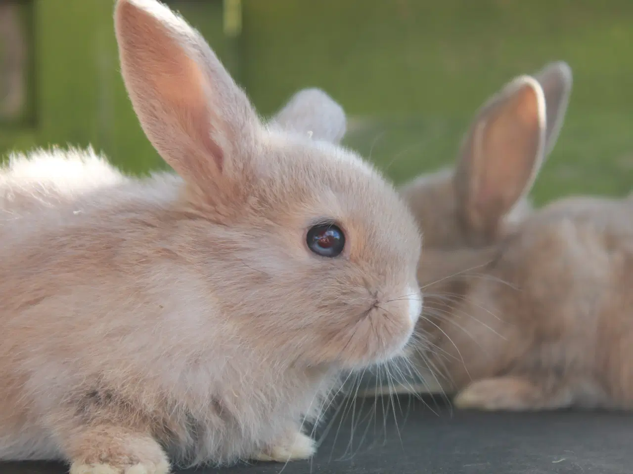 Billede 5 - Dværgvædder/Mini lop han og hun