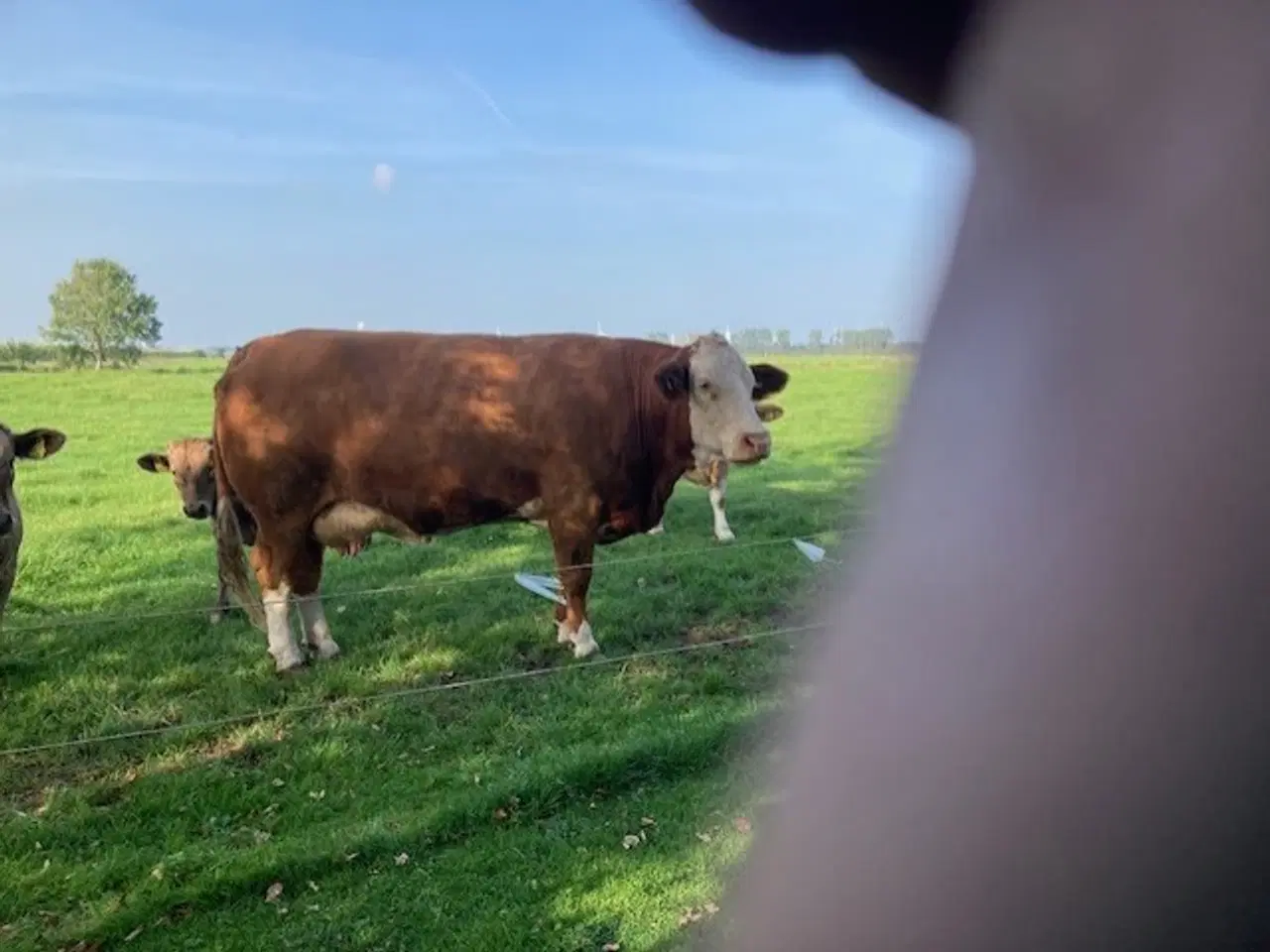 Billede 1 - Kødkvægs kalve/køer evt med kalv ved siden