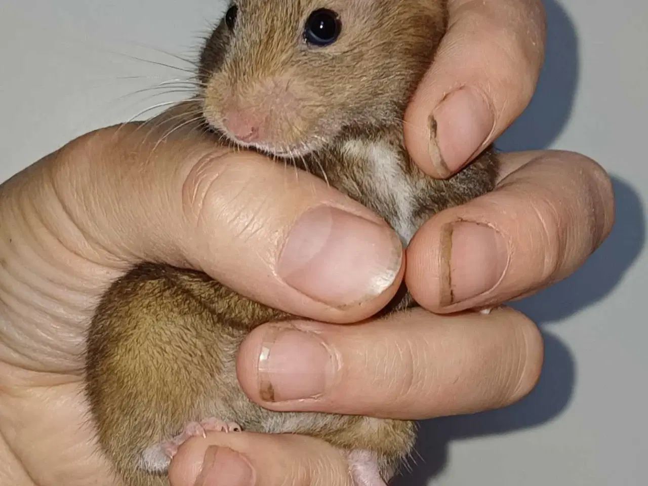 Billede 13 - Guldhamster unger 