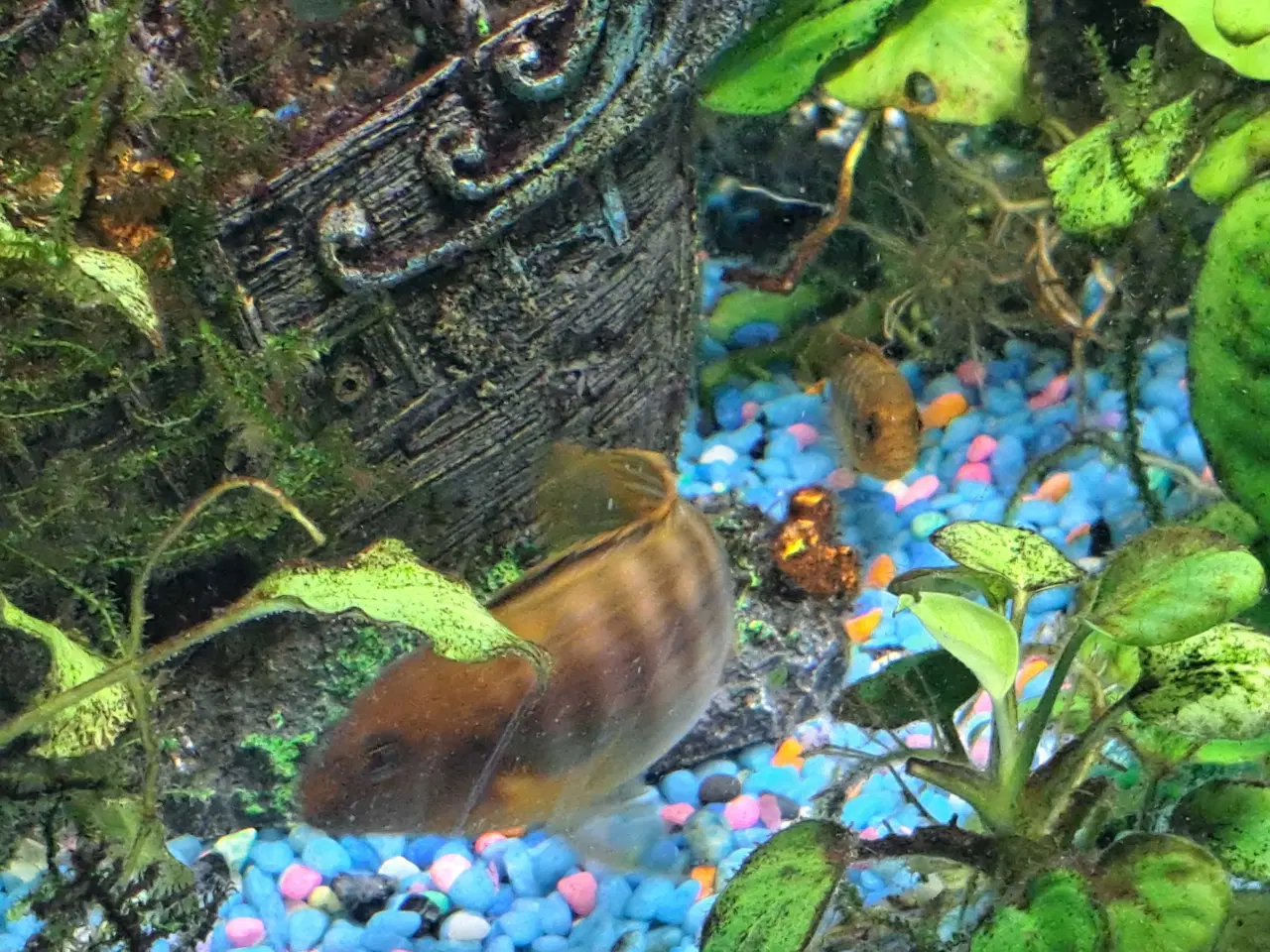 Billede 1 - Orange brunlig variant