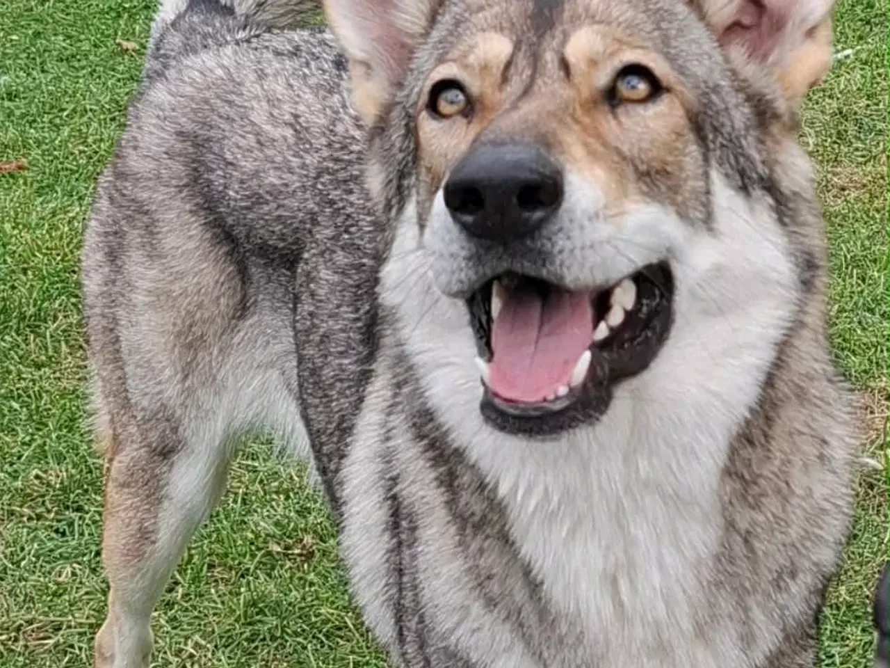 Billede 10 - Blandings Hvalpe 