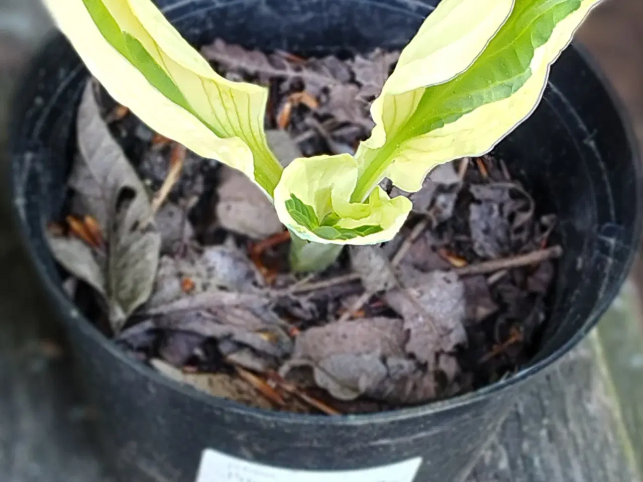Billede 3 - Hosta i potte 