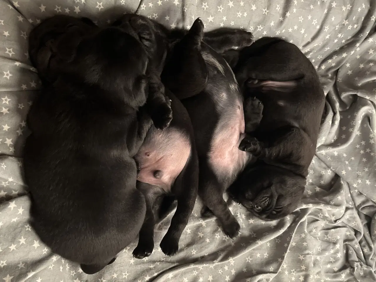 Billede 4 - Mops hvalpe