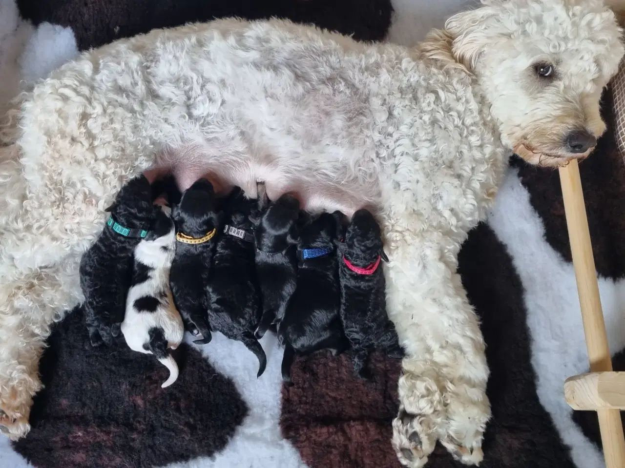 Billede 14 - Golden Doodle F1b hvalpe – klar til nye hjem i okt