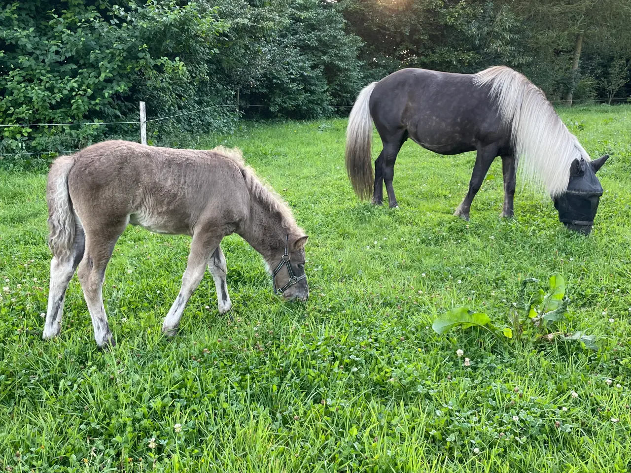 Billede 5 - Hrímfaxi frá Faurby