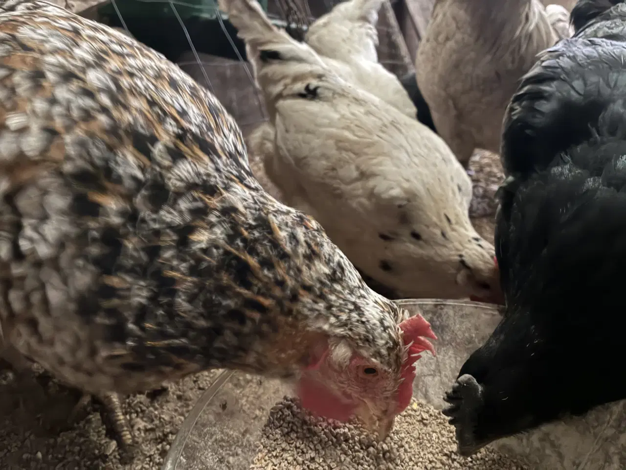 Billede 1 - Det år jeg byttede en race kat for en race høne