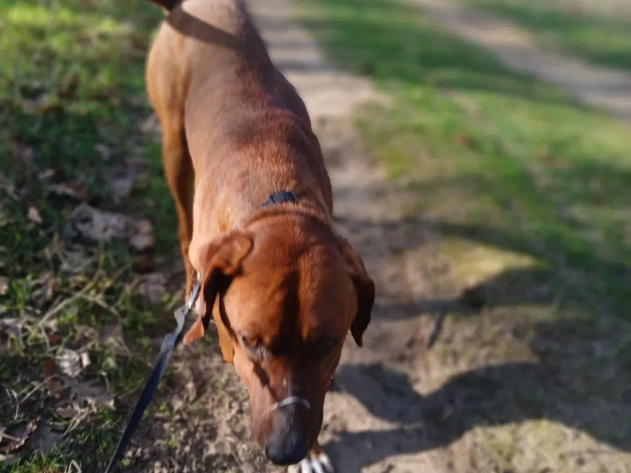 Billede 7 - Skønne Wapi leder efter sin 4-ever familie 🏡🥰