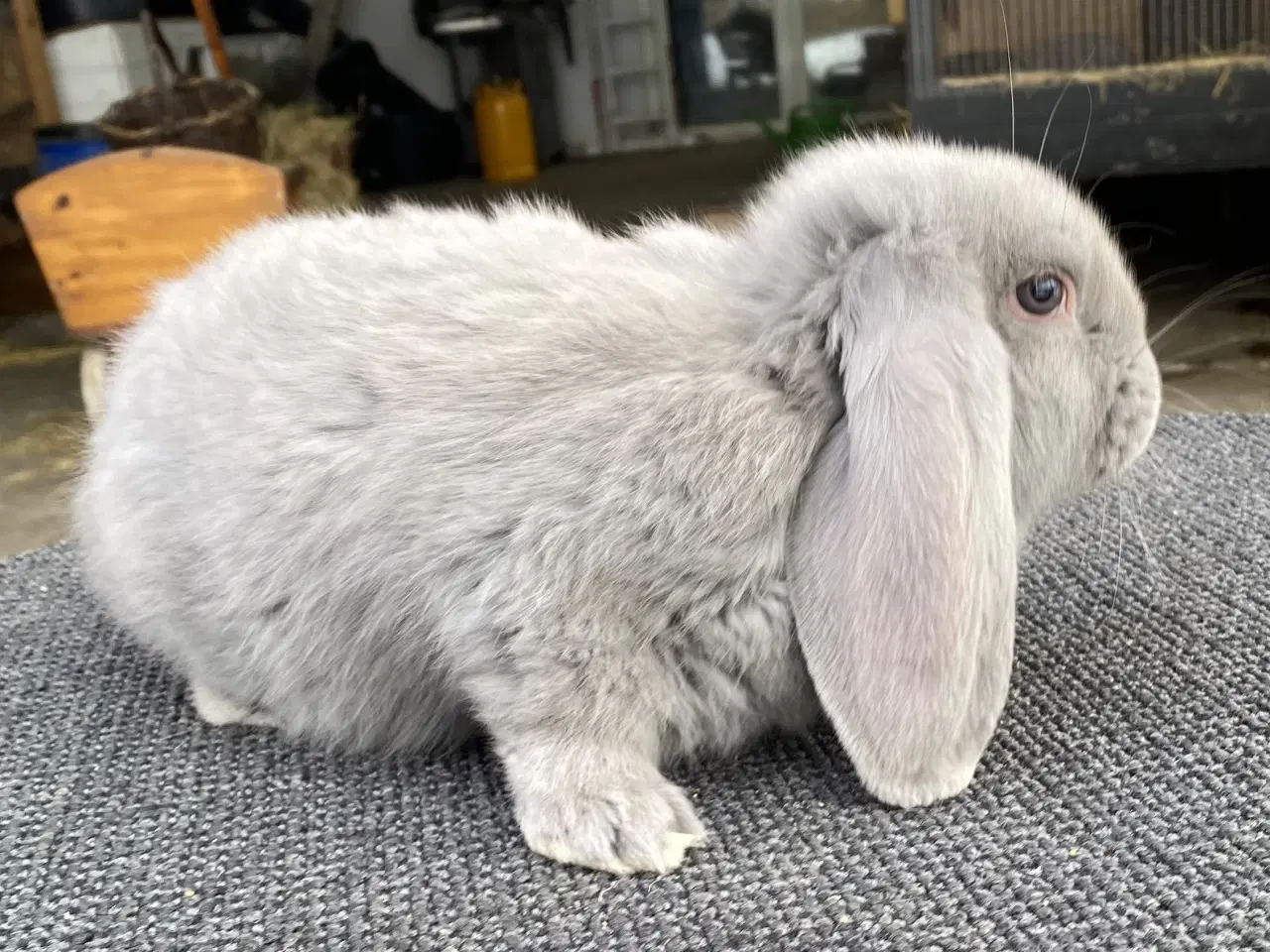 Billede 1 - FRANSK VÆDDER HAN EGERN