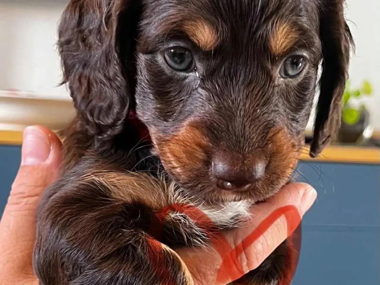 Billede 2 - Gravhunde hvalpe sælges 🐕