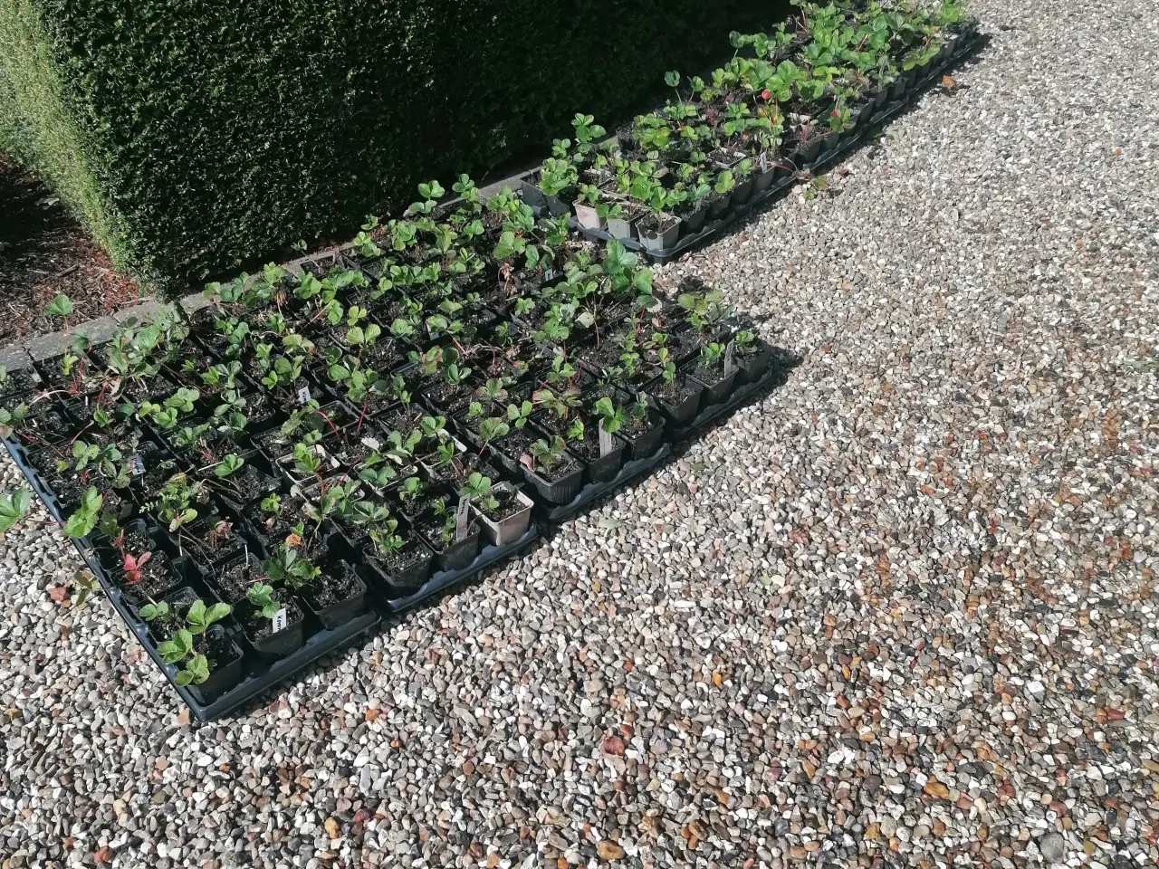 Billede 1 - Pottede jordbærplanter