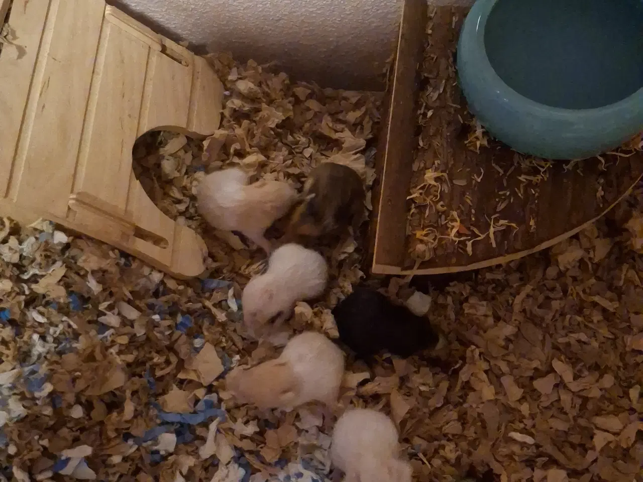 Billede 2 - De skønneste guldhamster unger til salg ❤️