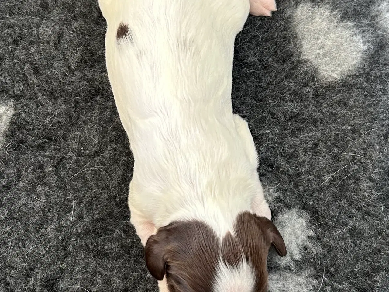 Billede 4 - Ft springer spaniel hvalpe 
