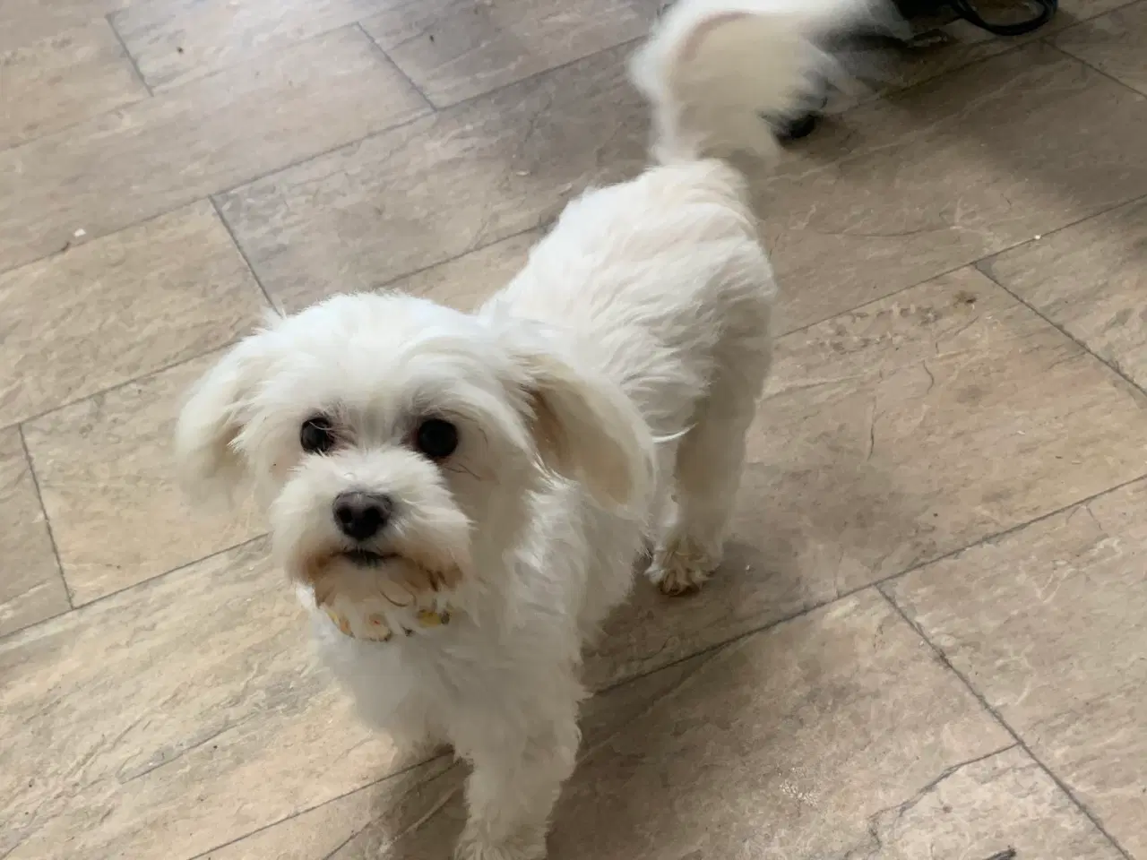 Billede 16 - Ægte mini malteser babyer