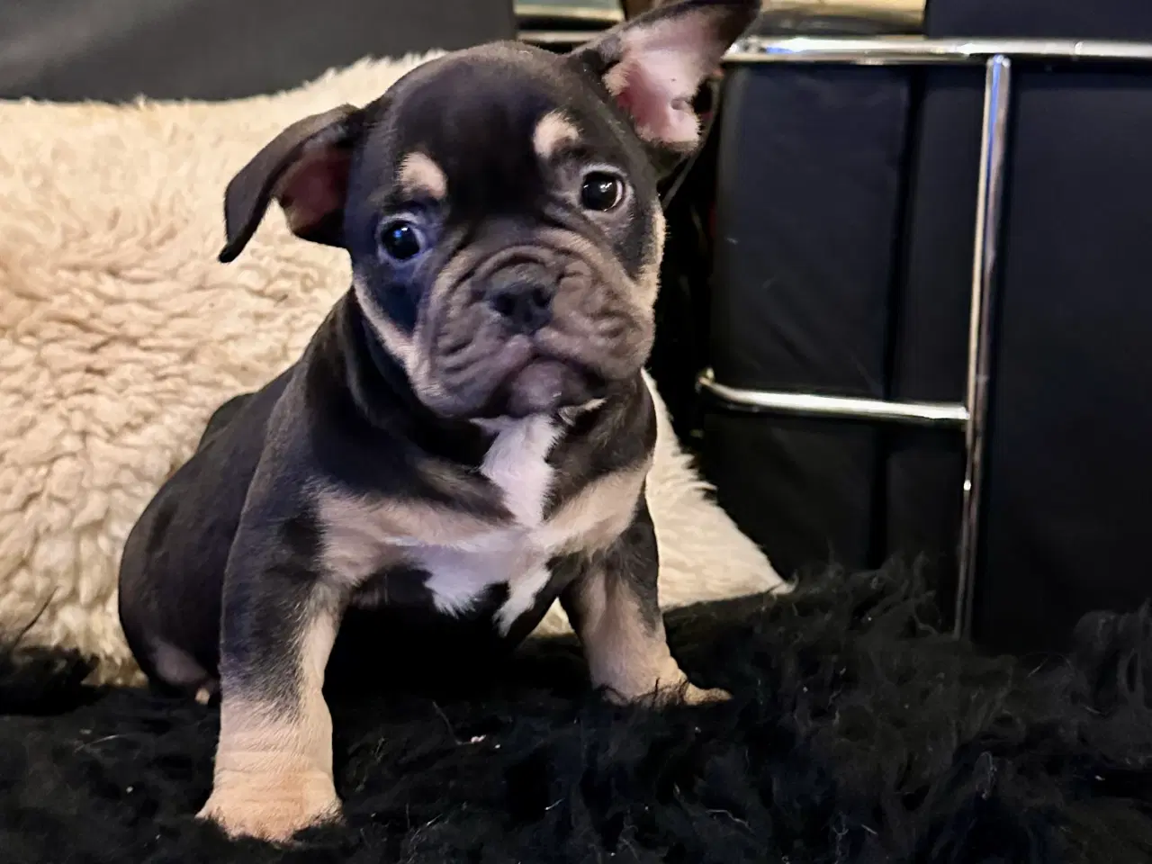 Billede 9 - New english bulldog