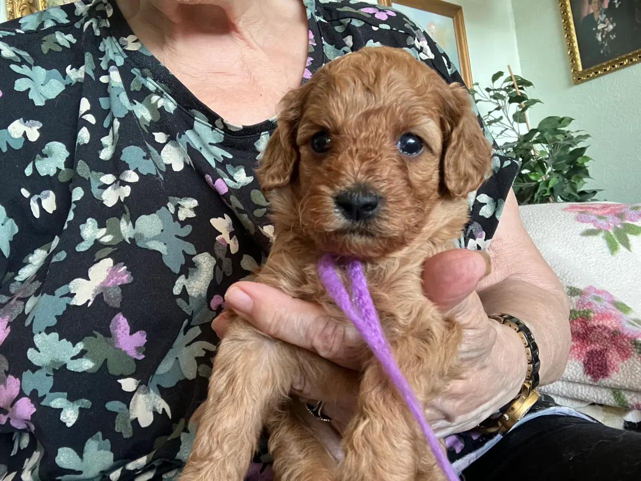 Billede 6 - Cavapoo f2 kennel malekits