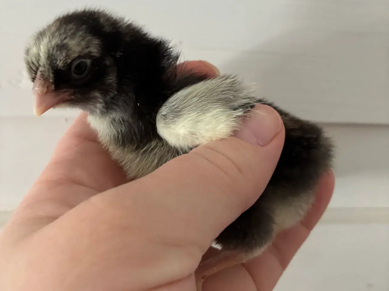 Billede 2 - Daggamle kyllinger fra den 3/4