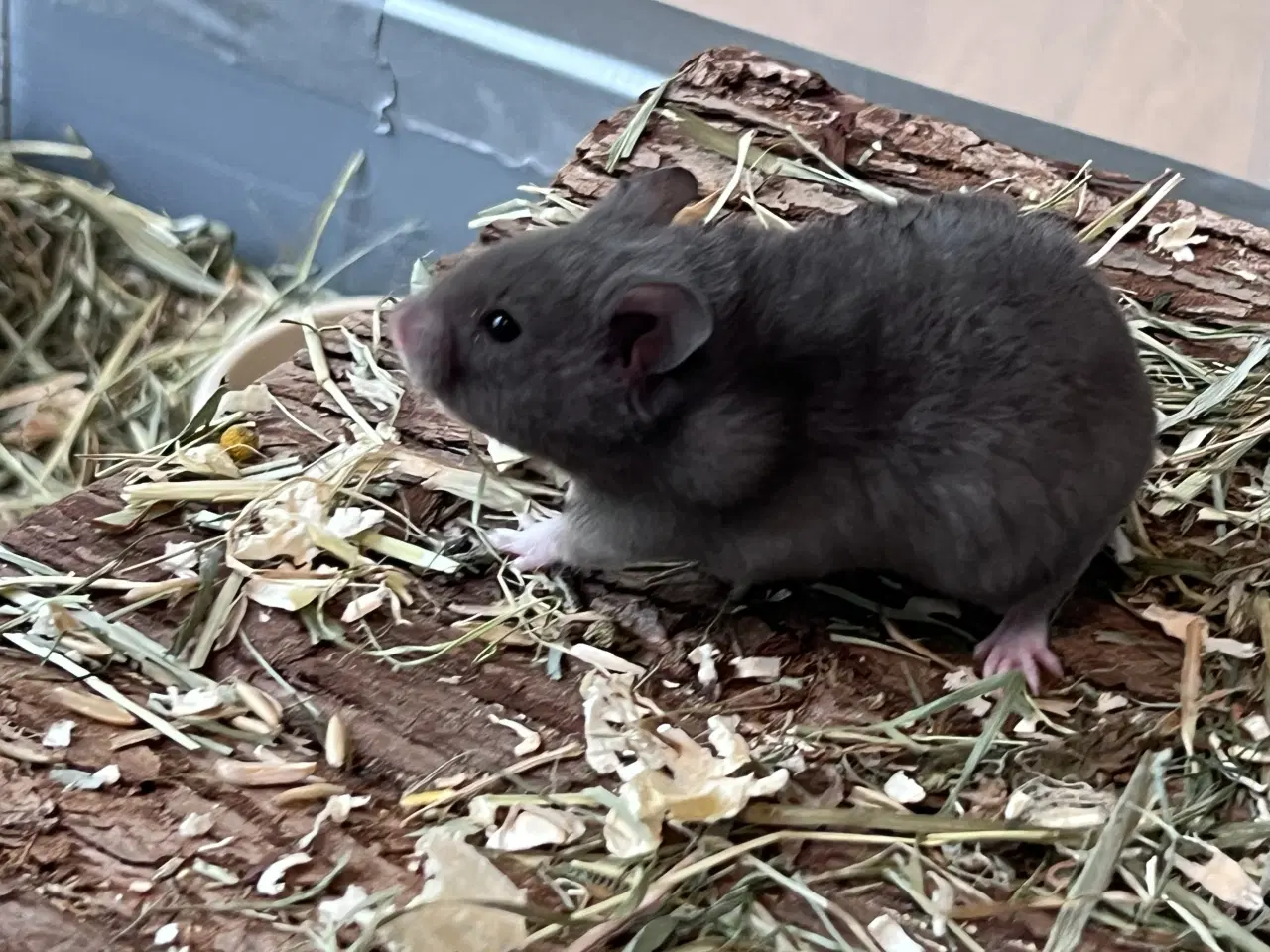 Billede 7 - Sibiriske guldhamster unger