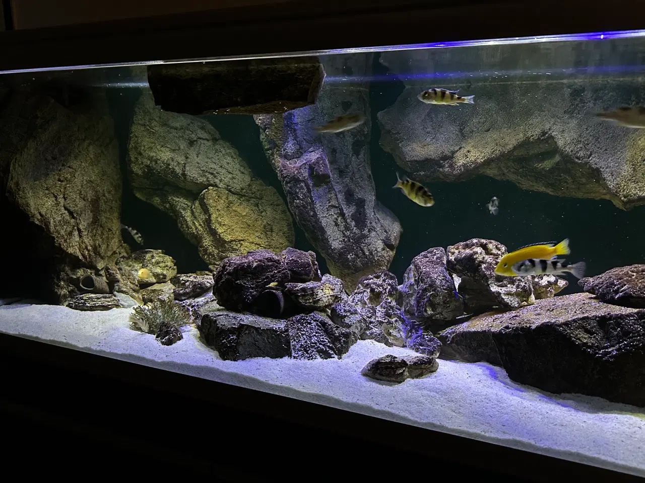 Billede 7 - 720 l akvarium